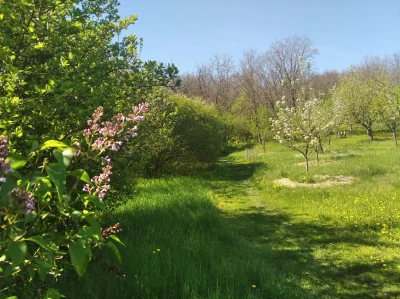 Tavaszi kert színes virágokkal és zöld növényekkel egy napsütéses napon.